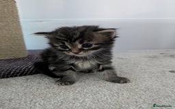 Maine Coon cats for sale: Maincoon - Image 19