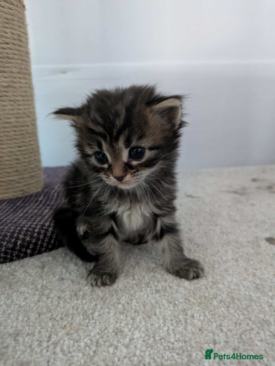 Maine Coon cats for sale: Maincoon - Image 19
