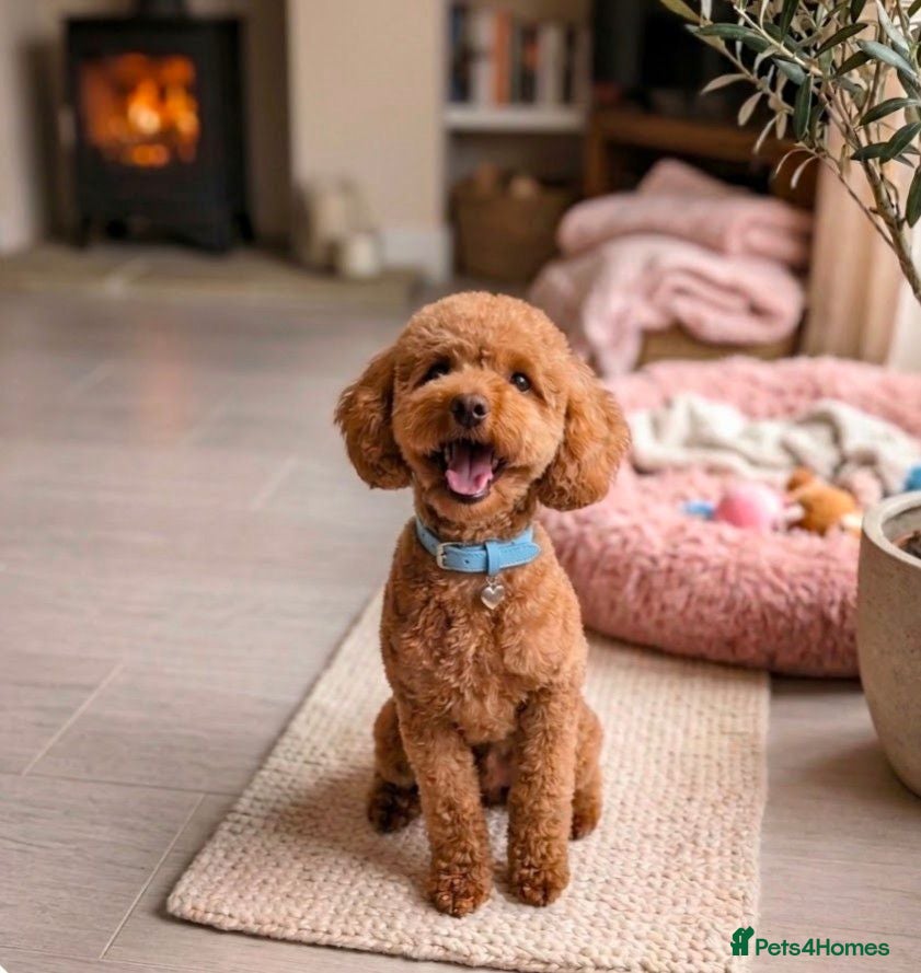 Toy Poodle dogs UNPROVEN Beautiful Red Toy Poodle For Stud - Advert 1