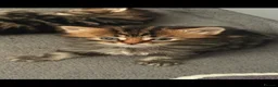 Mixed Breed cats for sale: Adorable Kittens Looking for Loving Homes 🐾 - Advert 9