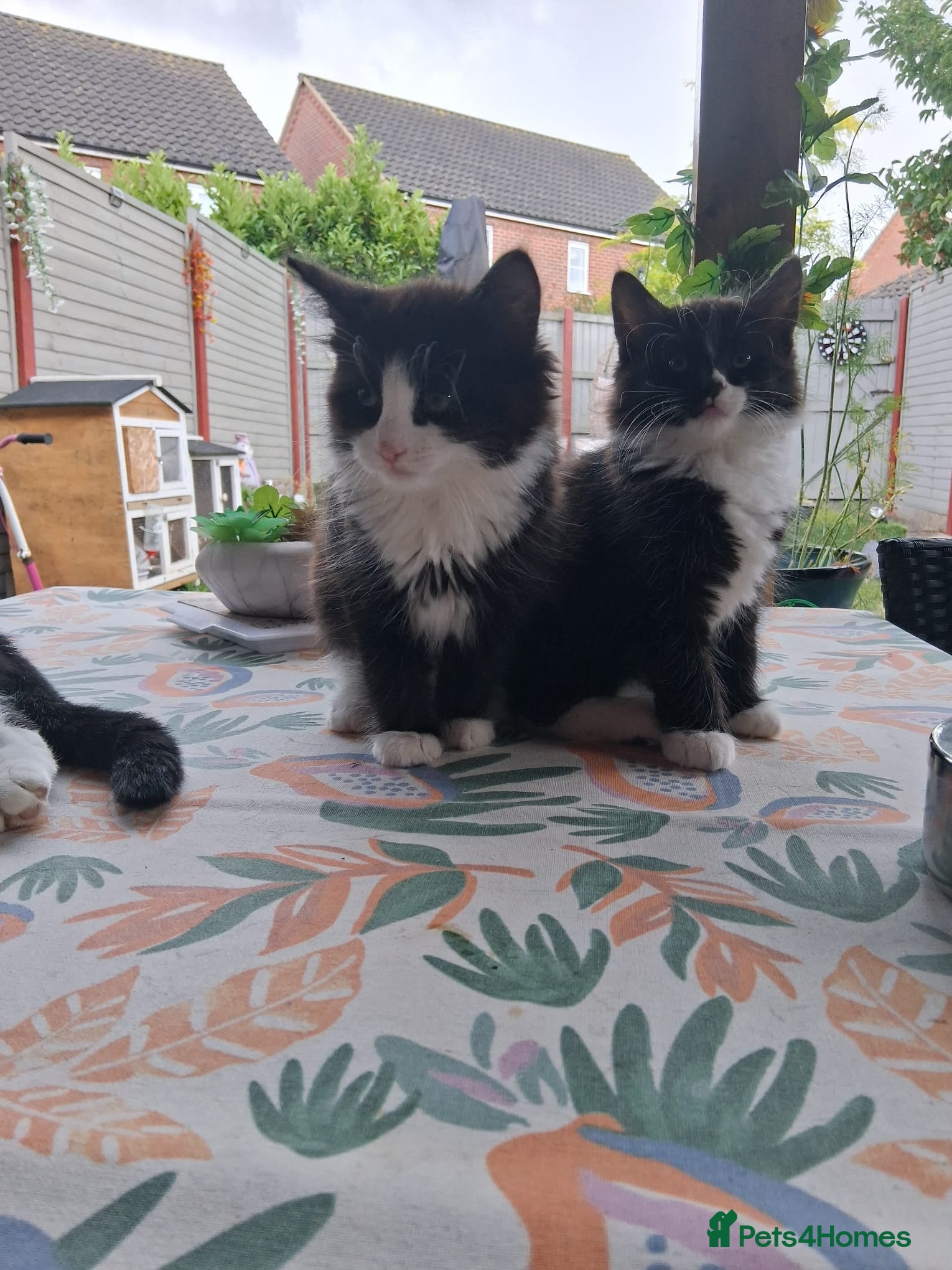 Mixed Breed cats for sale: 1 boy and 2 girls black and white ( tuxedo) - Advert 13