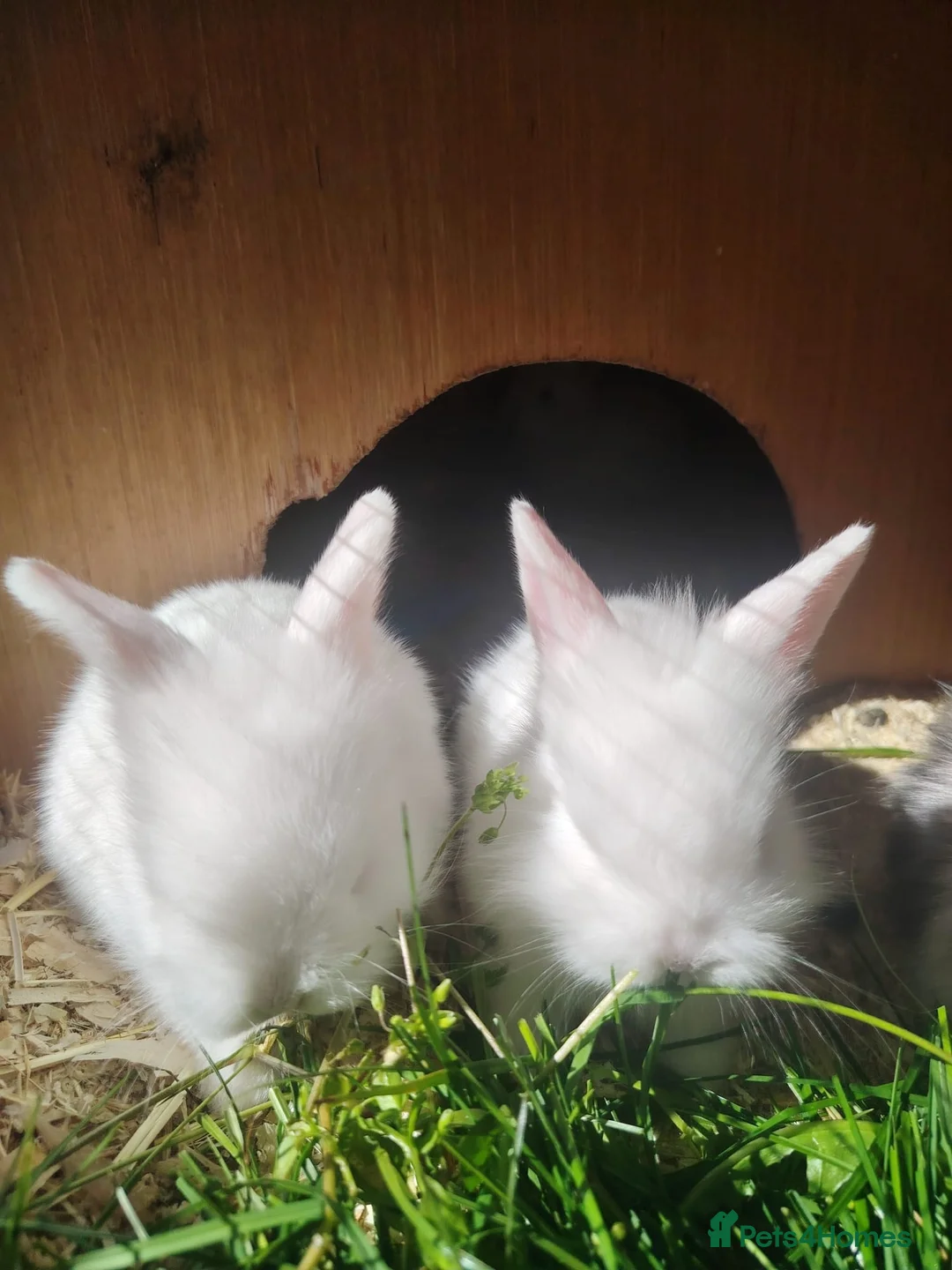 Mixed Breed rabbits for sale: Lion head mix breed bunnies  - Advert 2
