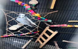 Budgerigars birds for sale: Beautiful Budgies & Large Cage & Accessories - Image 1