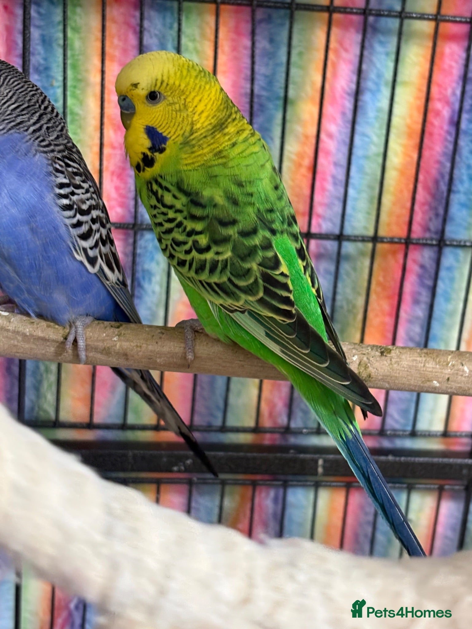 Budgerigars birds Baby Budgies’s for sale  - Advert 2