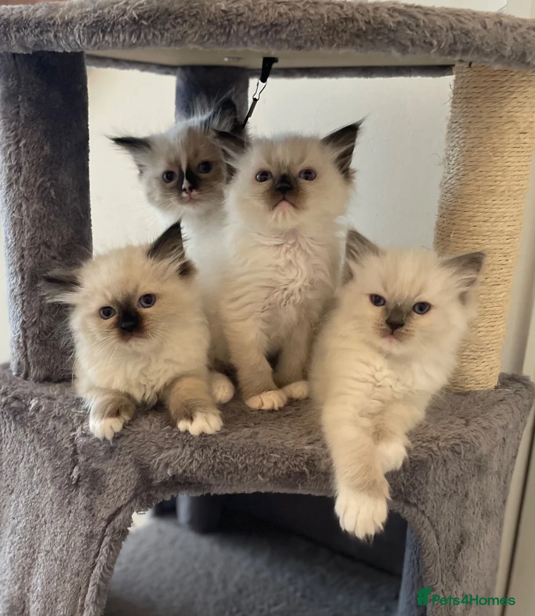 Ragdoll cats for sale: Pedigree Ragdoll Kittens  - Advert 1