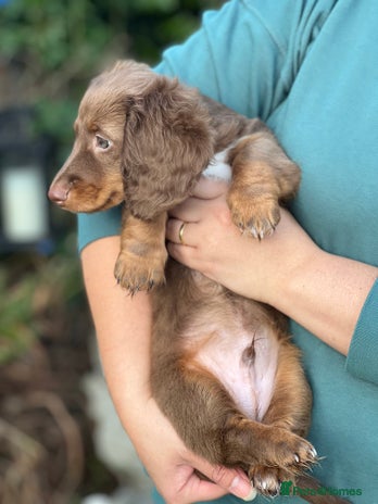 Miniature Dachshund dogs - Advert 5