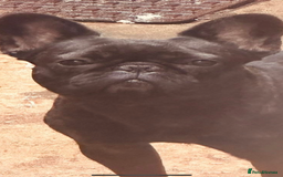 French Bulldog dogs for sale: Missy the Frenchie - Image 3