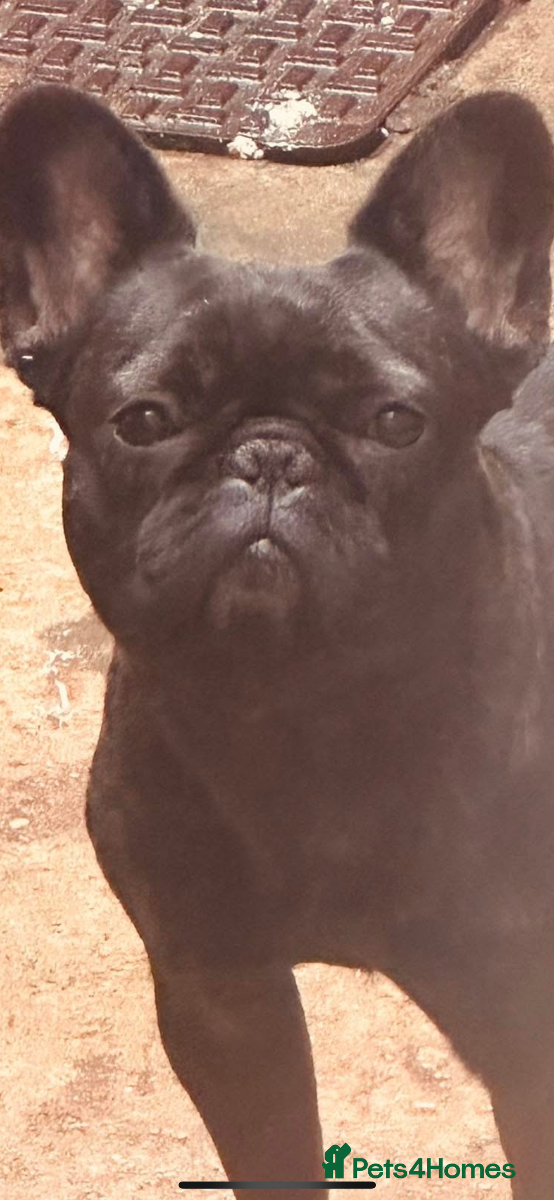 French Bulldog dogs for sale: Missy the Frenchie - Image 3