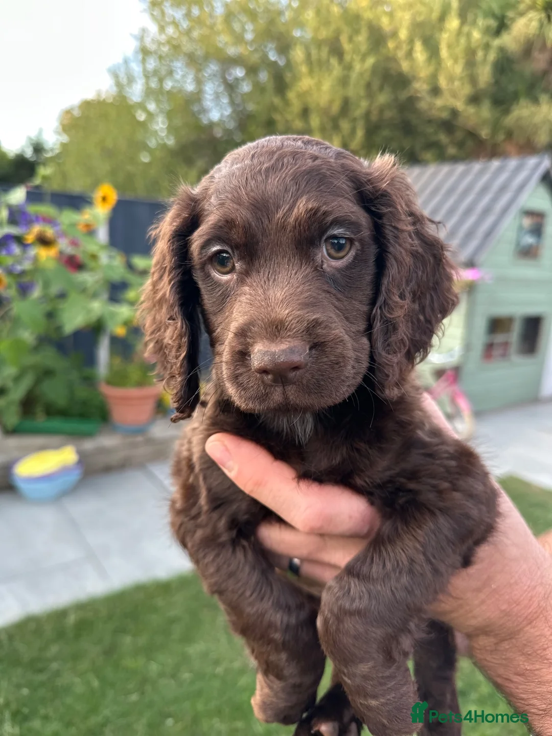 Cocker Spaniel dogs for sale: Working Cocker Spaniel Puppies  - Advert 1