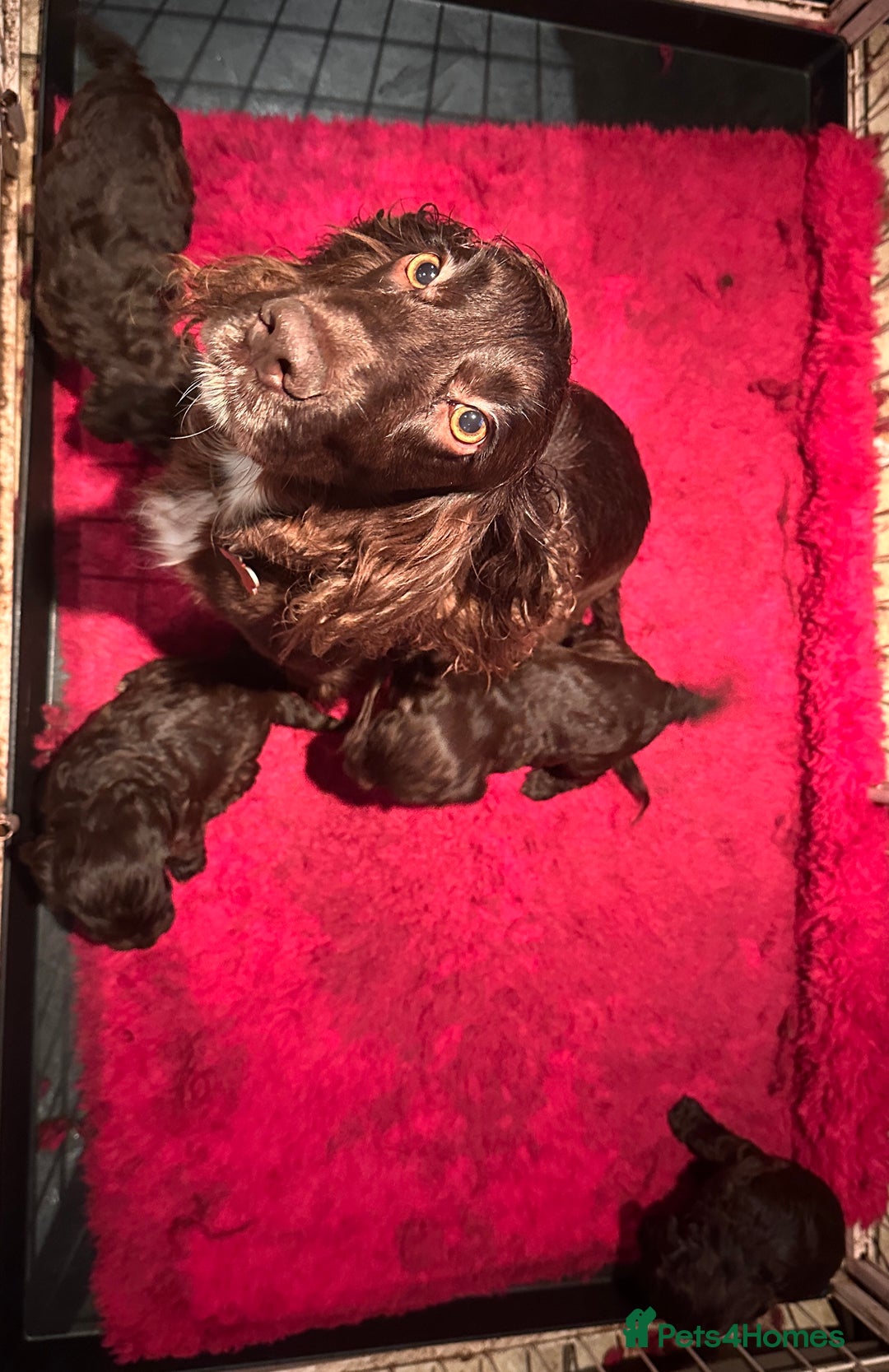 Cockapoo dogs for sale: Top Quality F1 Teddy Bear Cockapoo puppies - Image 5