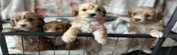 Cavapoo dogs for sale: Cavapoo’s  - Advert 6