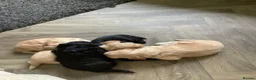Cockapoo dogs for sale: 2 male cockapoo black puppies  in Peebles - Advert 4