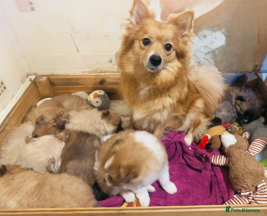 German Spitz dogs for sale: German spitz puppies for sale  - Advert 9