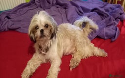 Shih Tzu dogs for sale:  2 Gorgeous male shih tzus - Image 3