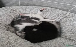British Shorthair cats for sale: 4 Beautiful kittens - Image 6