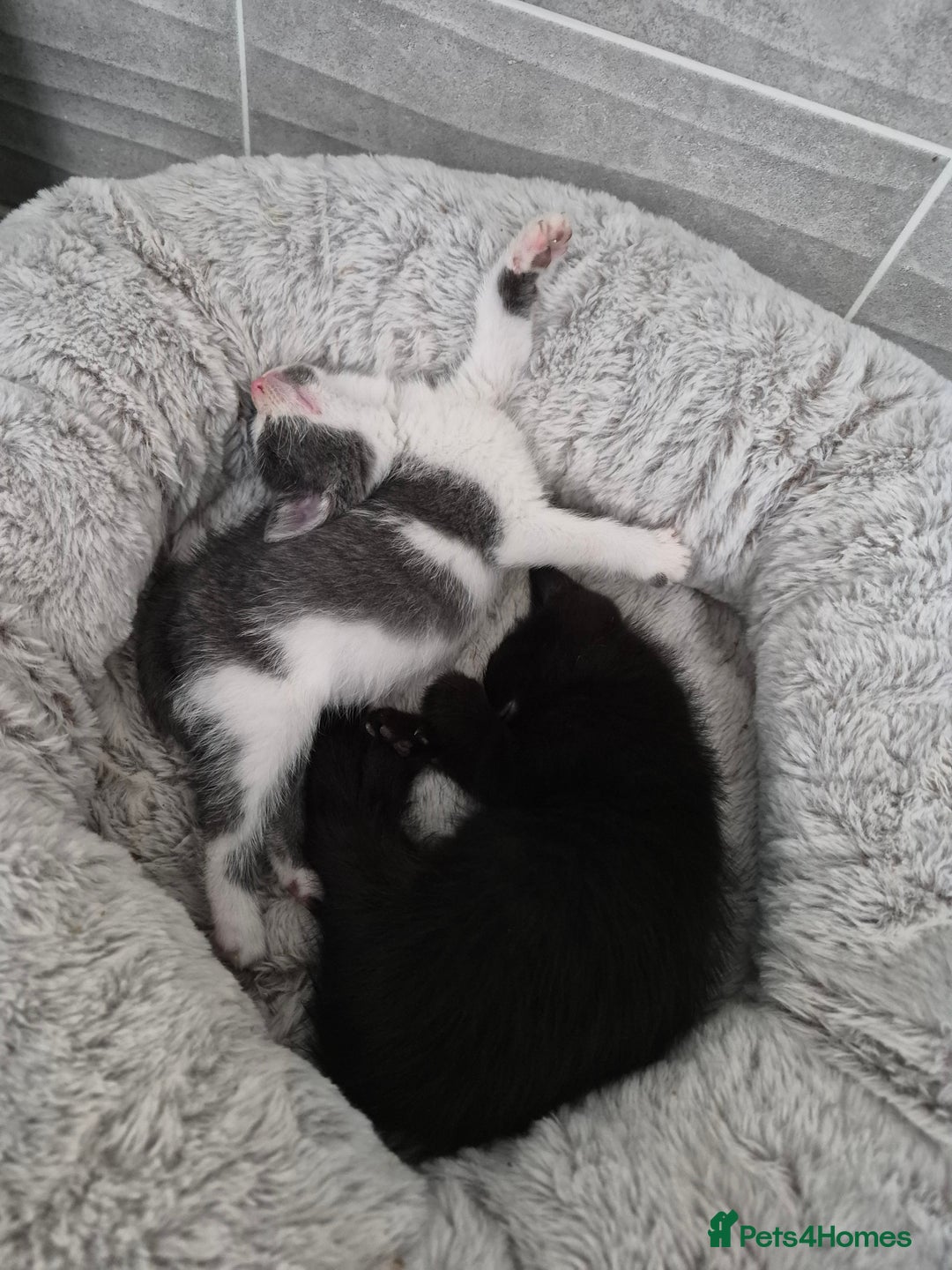 British Shorthair cats for sale: 4 Beautiful kittens - Image 6