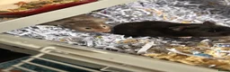 Hamster rodents for sale: Hamsters with cage 4 hamsters with 4 cages  - Advert 2