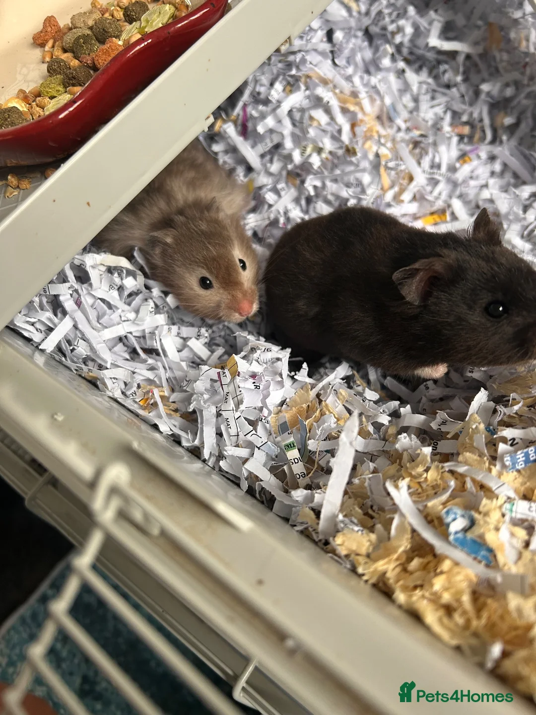 Hamster rodents for sale: Hamsters with cage 4 hamsters with 4 cages  - Advert 2
