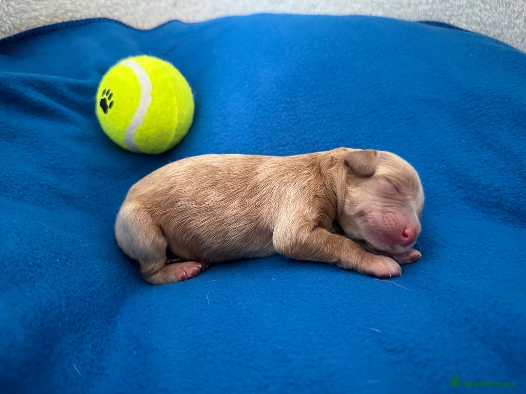 Labradoodle dogs for sale: Extensively Health Tested F1 Miniature Labradoodle - Image 4