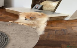 Pomeranian dogs for sale: 1 male, 1 female Pomeranian puppies 3 months old.  - Image 7