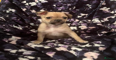 Mixed Breed dogs - Advert 7