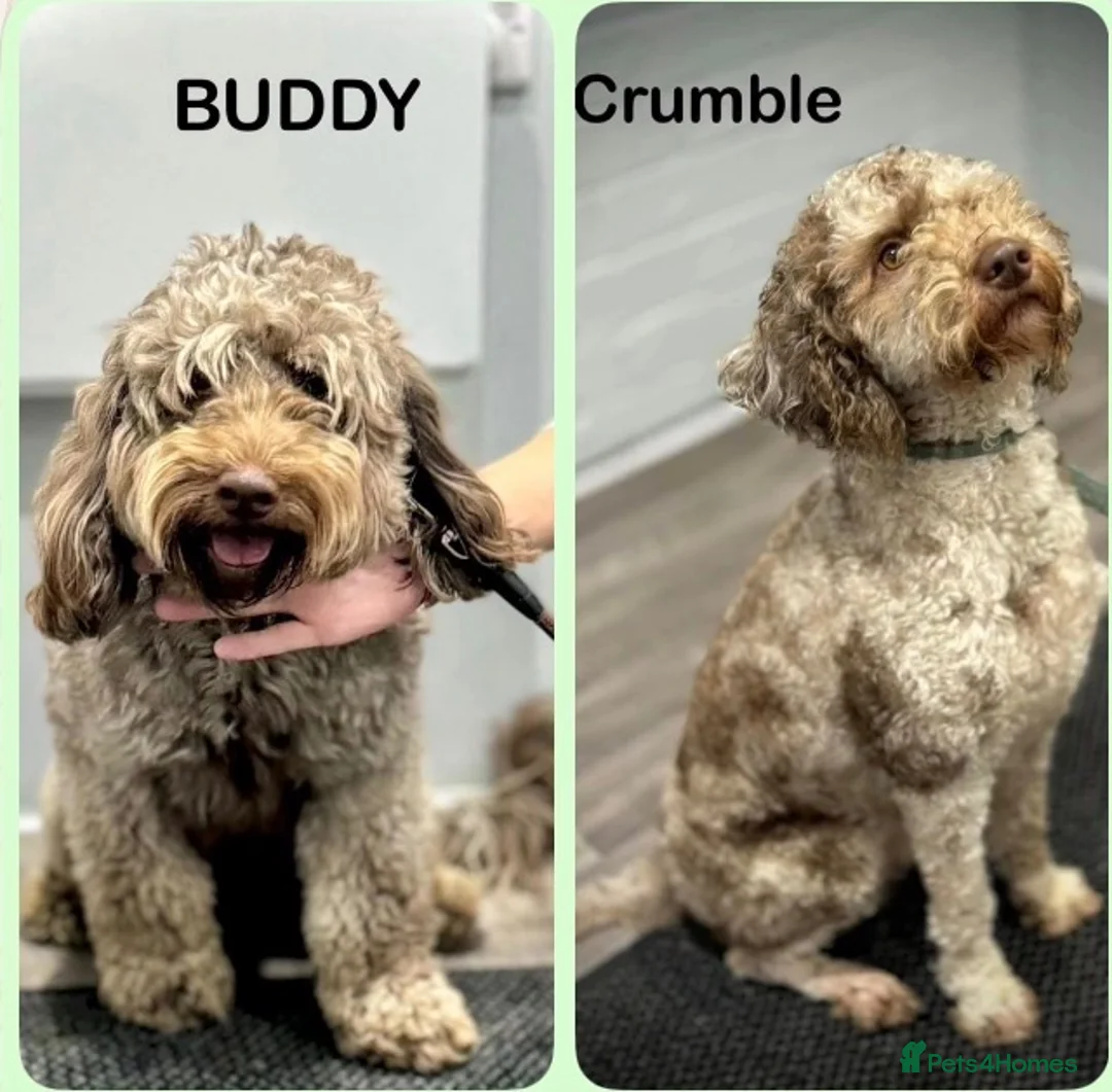 Labradoodle dogs for sale: Stunning Multigen Doodles - Advert 1
