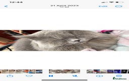 British Longhair cats for sale: Stunning fluffy Maine coon x british longhair  - Image 28