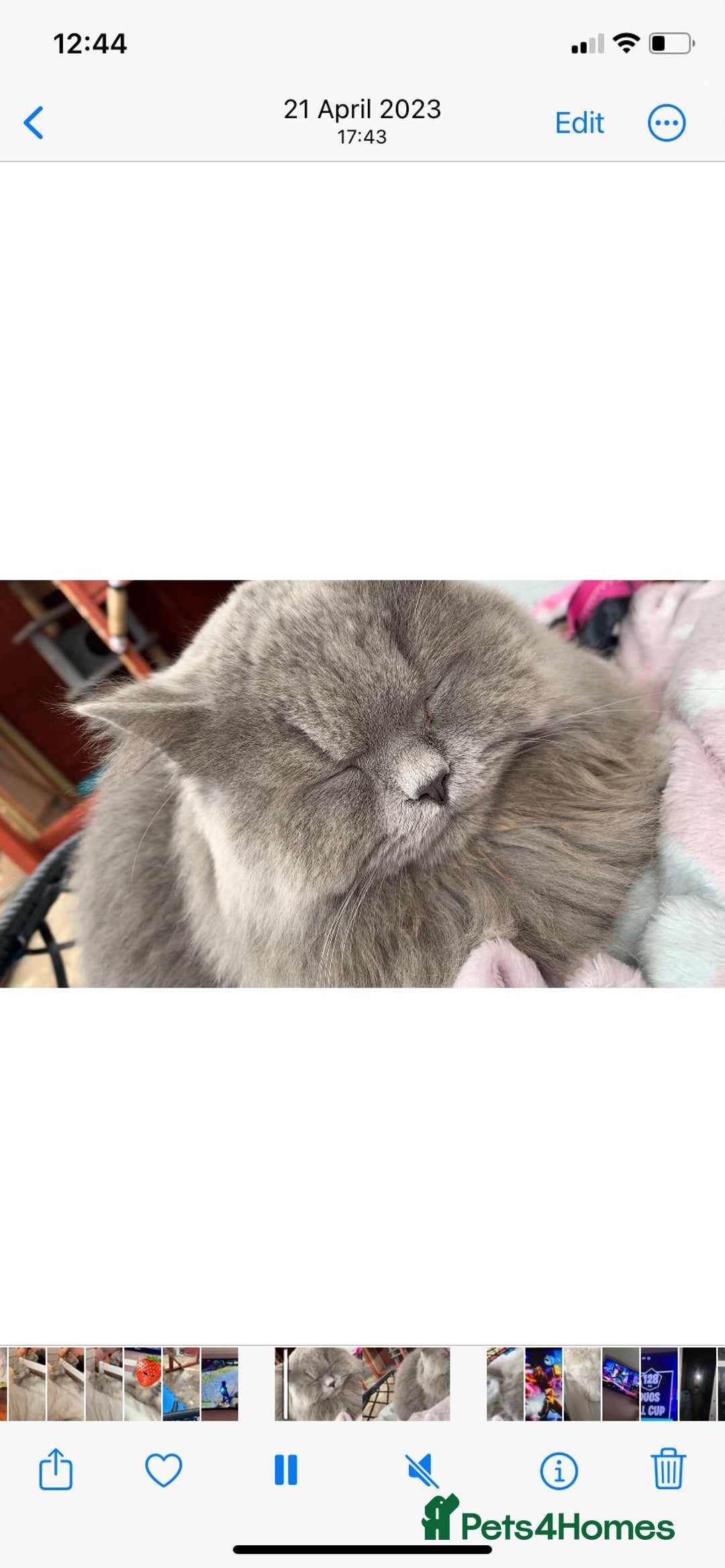 British Longhair cats for sale: Stunning fluffy Maine coon x british longhair  - Image 28