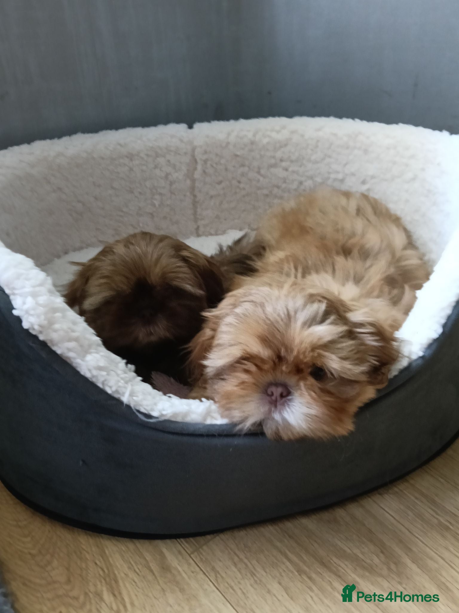 Shih Tzu dogs Imperial Shih Tzu puppy - Advert 2