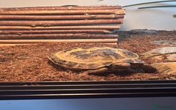 Tortoise reptiles for sale: Horsefeild Tortoise  - Image 1