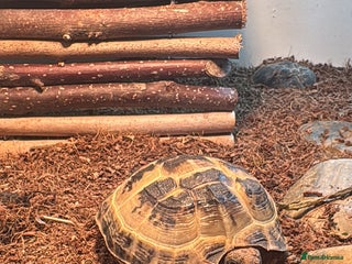Tortoise reptiles for sale - Advert 1