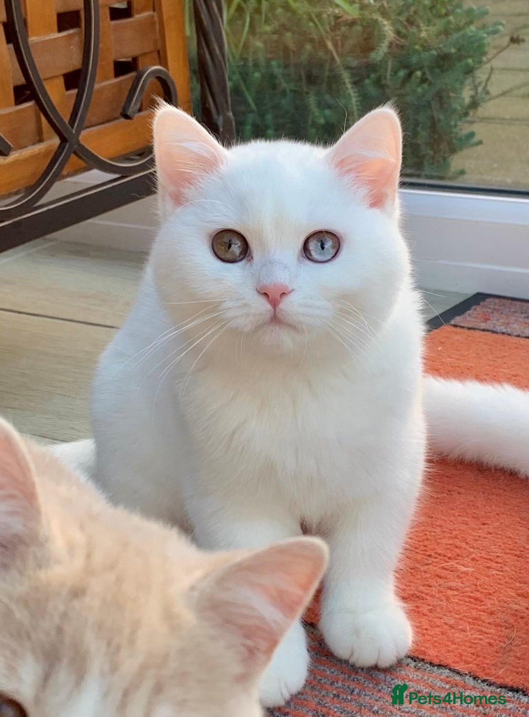 British Shorthair cats 🐻‍❄️*Quality Bsh kittens*Ready Now*🐻‍❄️ - Advert 6