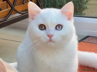 British Shorthair cats 🐻❄️*Quality Bsh kittens*Ready Now*🐻❄️ - Advert 1