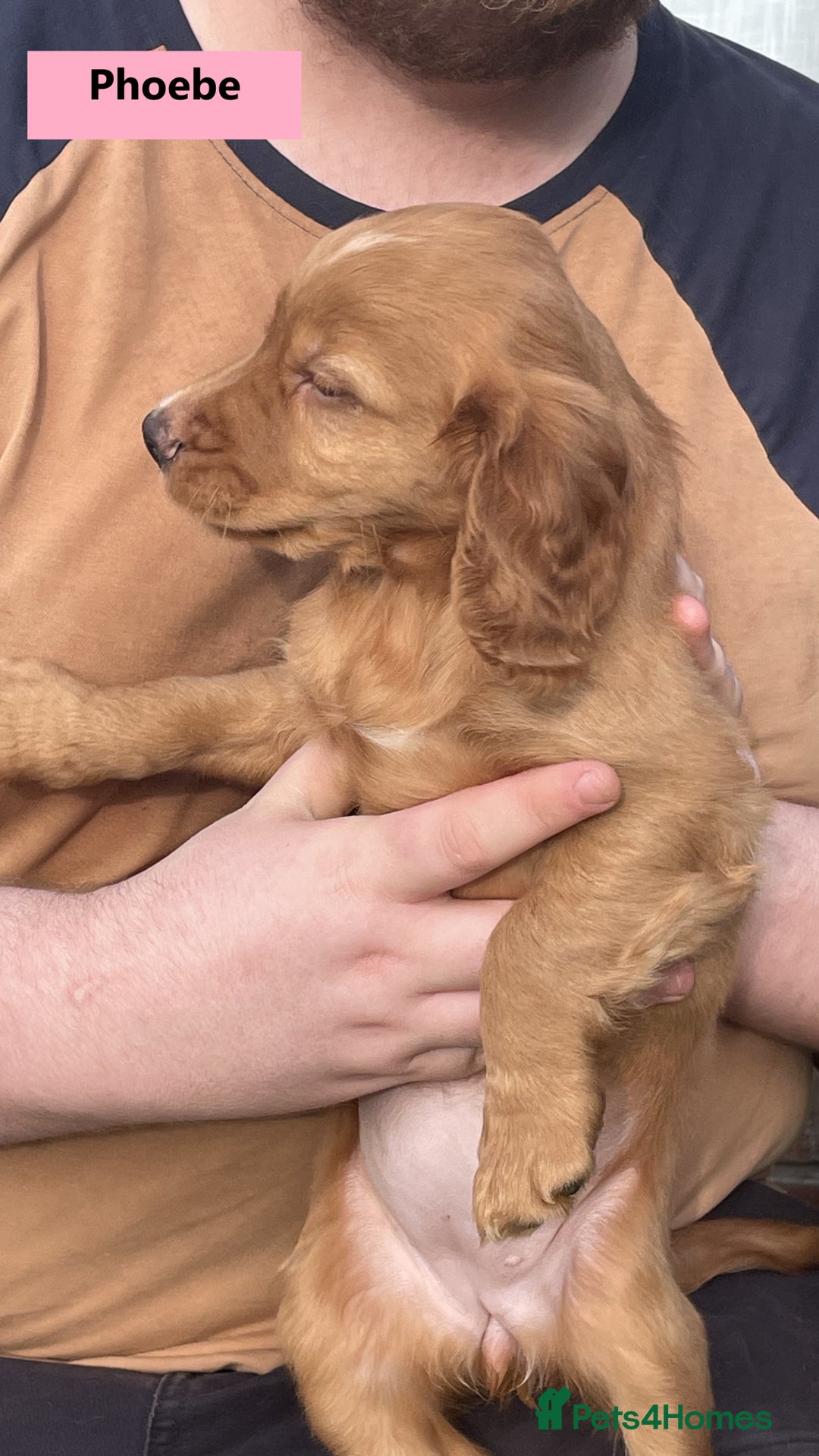 Cocker Spaniel dogs for sale: Stunning Working Cocker Spaniel Puppies - Image 7