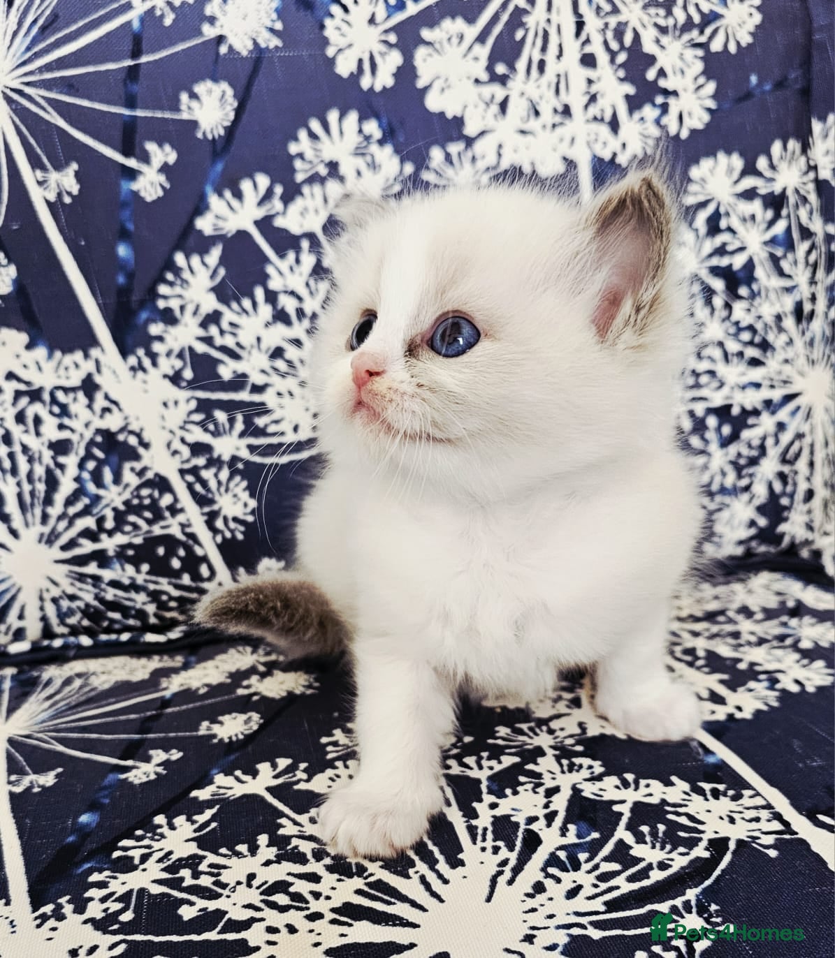 Ragdoll cats Ragdoll kittens  - Advert 1