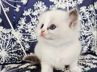 Ragdoll cats Ragdoll kittens - Advert 1