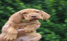 Hungarian Vizsla dogs for sale: All puppies now reserved/rehomed  - Image 10