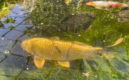 Koi Carp fish for sale: Koi carp and Ghost Koi - very latge - Image 5