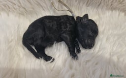 Standard Poodle dogs for sale: Exceptional Health Tested Puppies Due - Advert 22