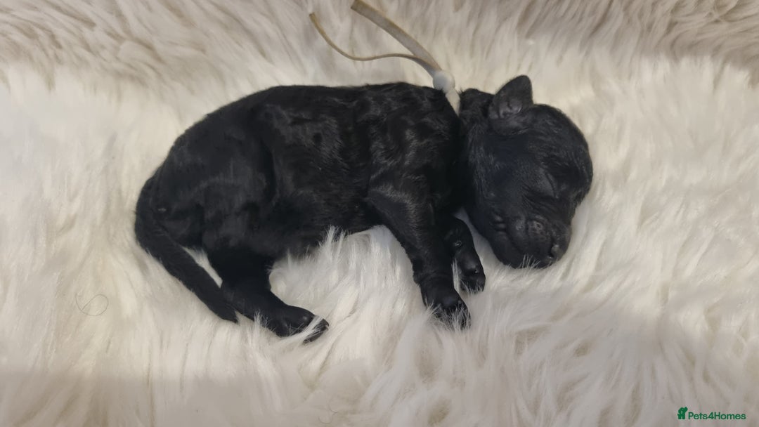 Standard Poodle dogs for sale: Exceptional Health Tested Puppies Due - Advert 22