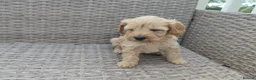 Cockapoo dogs for sale: Teddy cockapoo - Advert 23