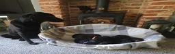 Labrador Retriever dogs for sale: WORKING BLACK LABRADOR PUPPIES-DRAKESHEAD LINE - Advert 2