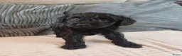 Mixed Breed dogs for sale: Stunning Maltipoo X Miniature Schnauzer - Advert 3