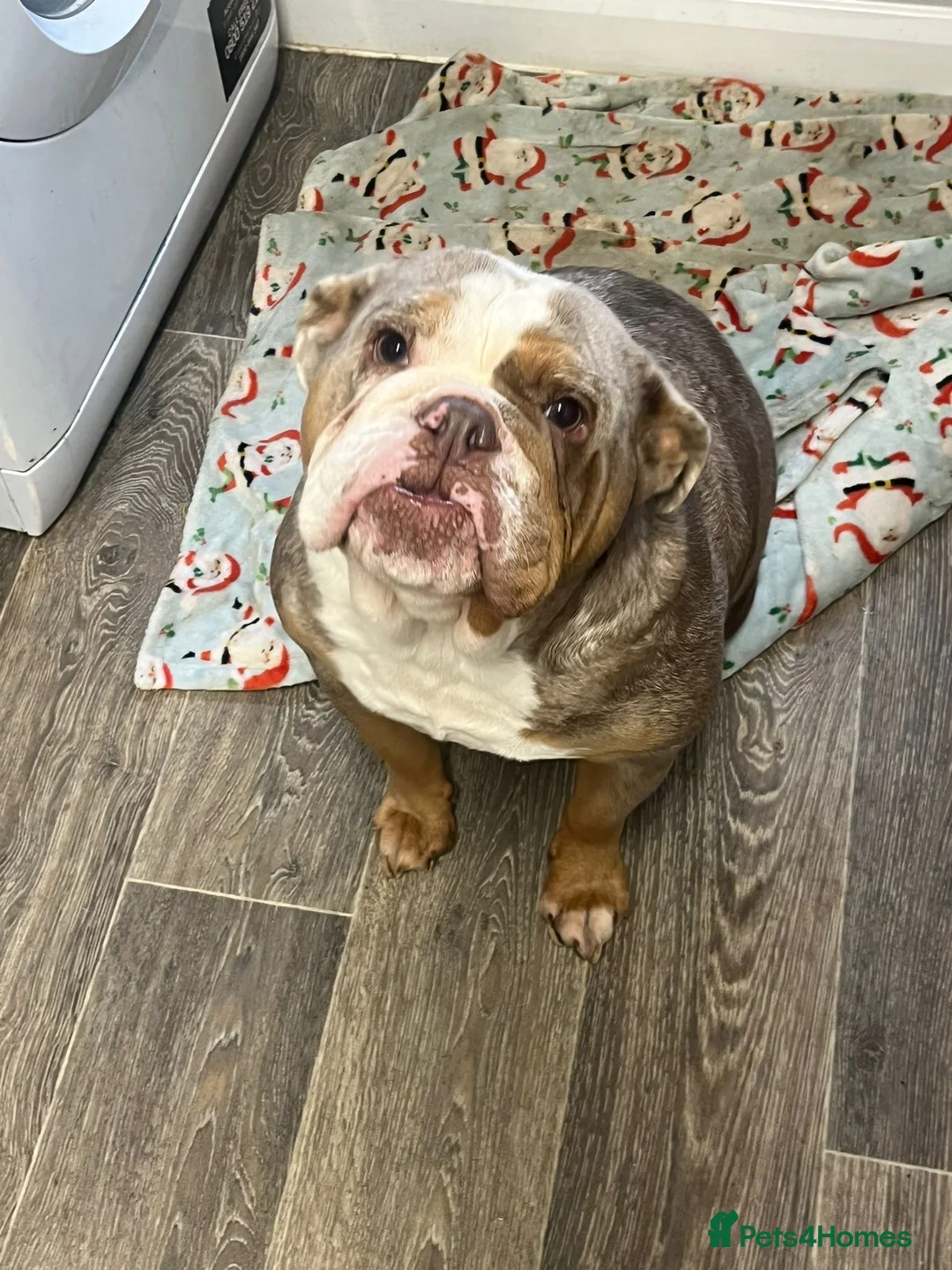 English Bulldog dogs for sale: 2 yr old bulldog in Loughborough - Advert 2