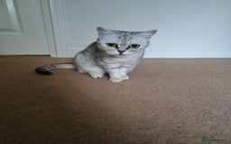 British Shorthair cats for sale: Pedigree British Shorthair  - Image 8
