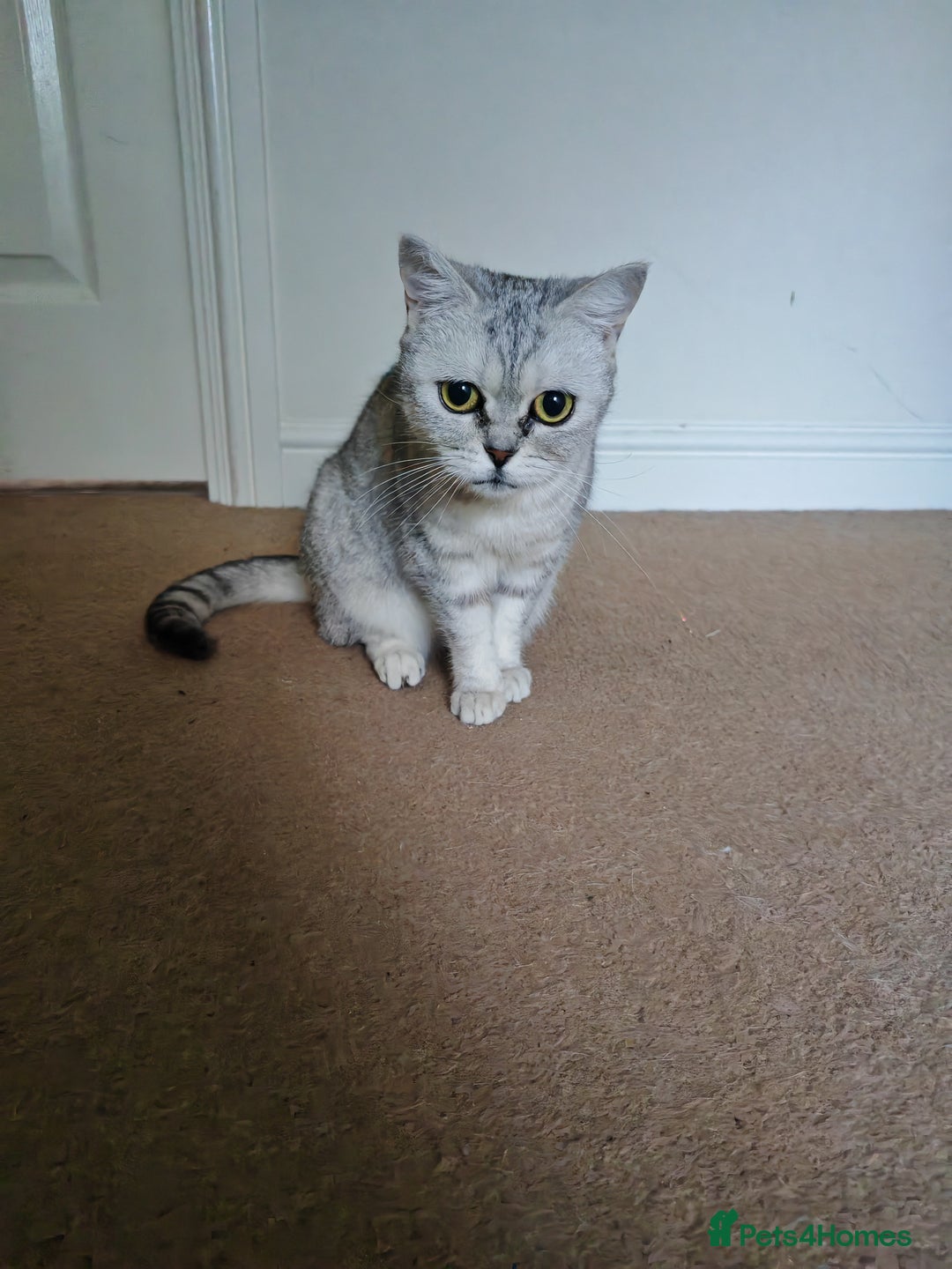 British Shorthair cats for sale: Pedigree British Shorthair  - Image 8