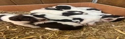English Springer Spaniel dogs for sale: Working English Springer Spaniel pups - Advert 4
