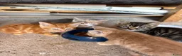 Mixed Breed cats for sale: 6 lovely kittens for sale - Advert 12
