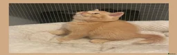 British Shorthair cats for sale: Champion GCCF British Shorthair Kittens - Advert 9