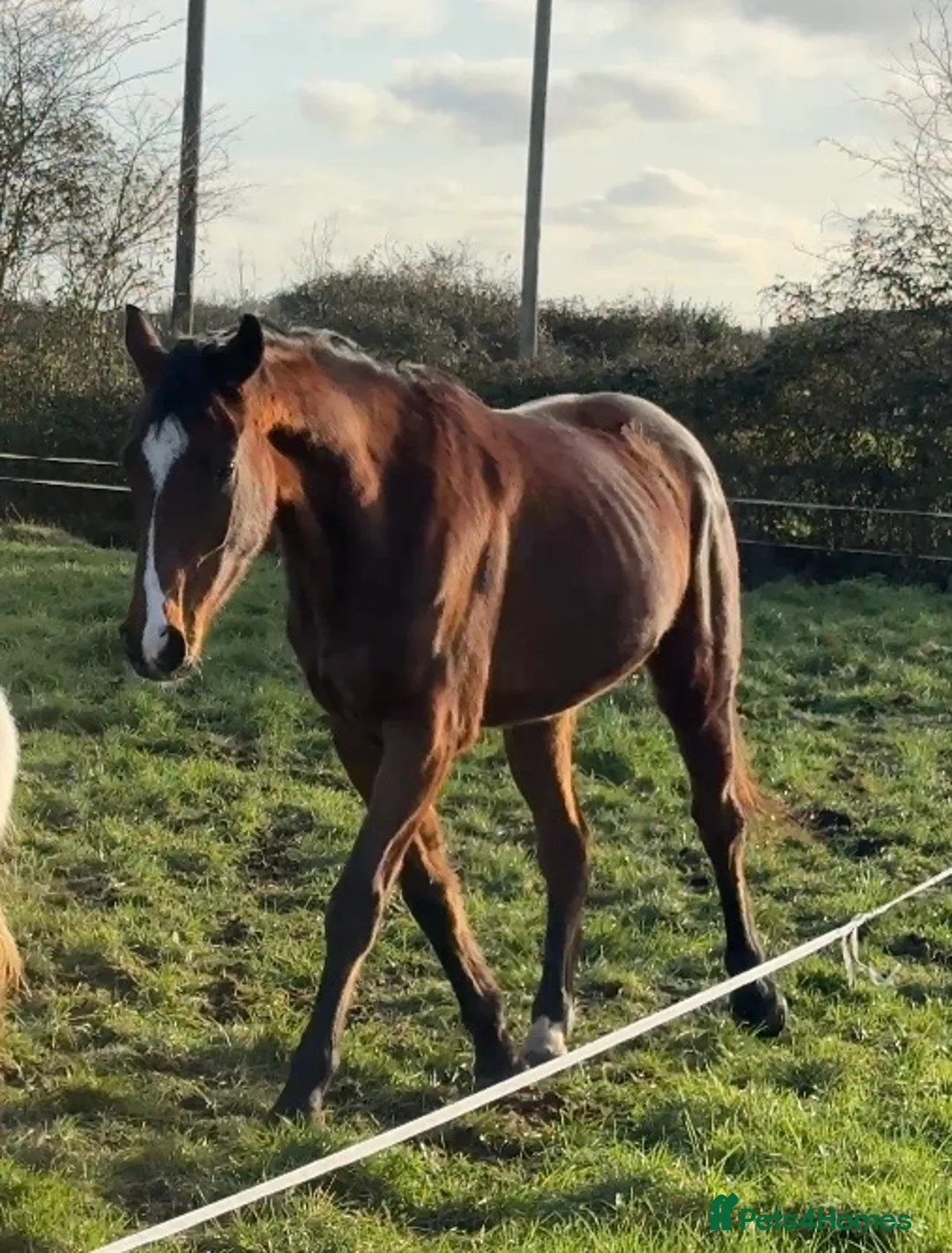 English Thoroughbred horses for sale: 15.2 unbroken project gelding  - Advert 5